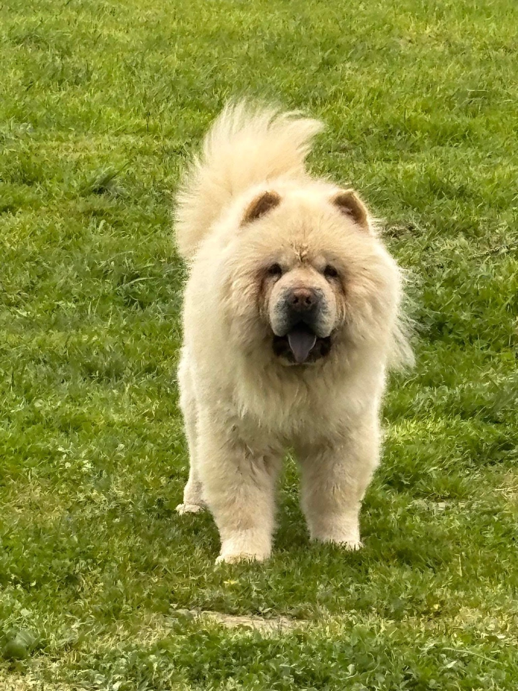 Sarabi (Sans Affixe)