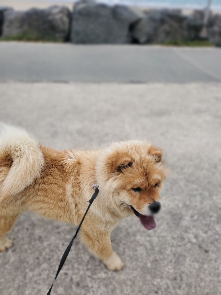 U'freyja des Mignonnettes de Breizh
