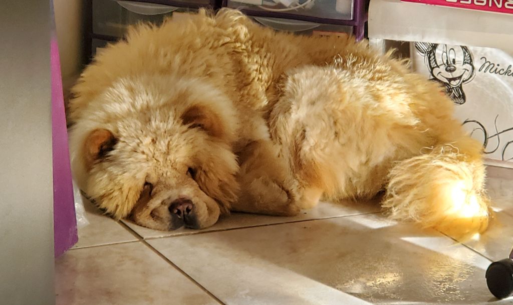 Talya des Pantoufles d'Amour