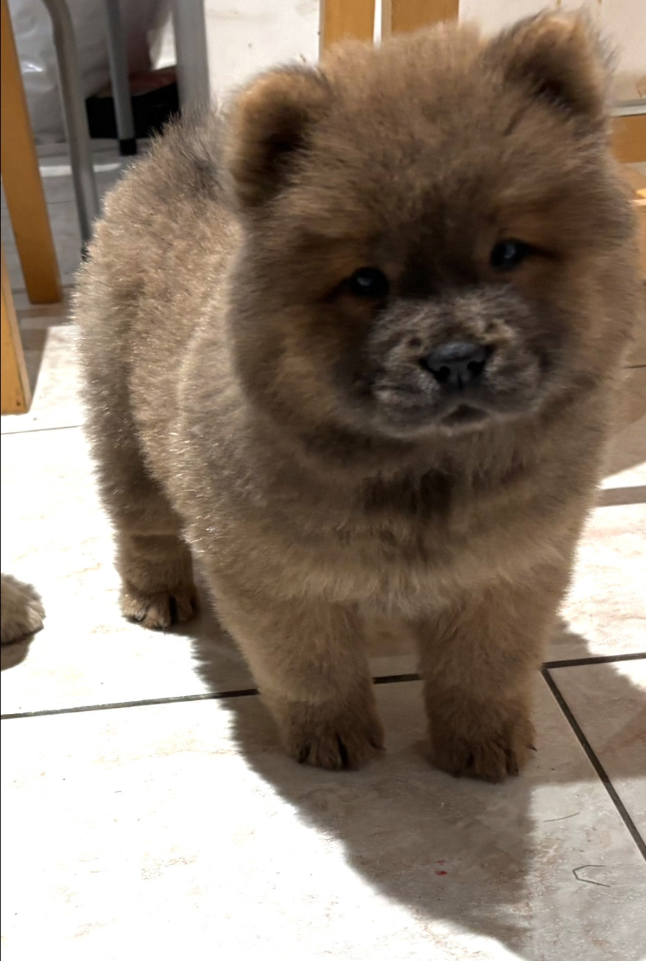 A'Mya Du Domaine Des Grosses Papattes