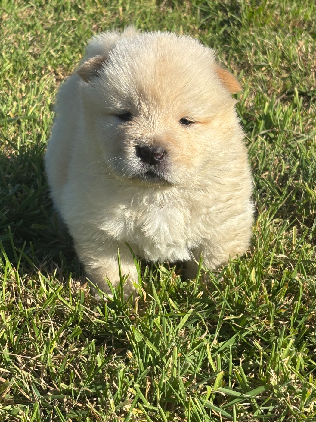 Amour Du Domaine Des Grosses Papattes