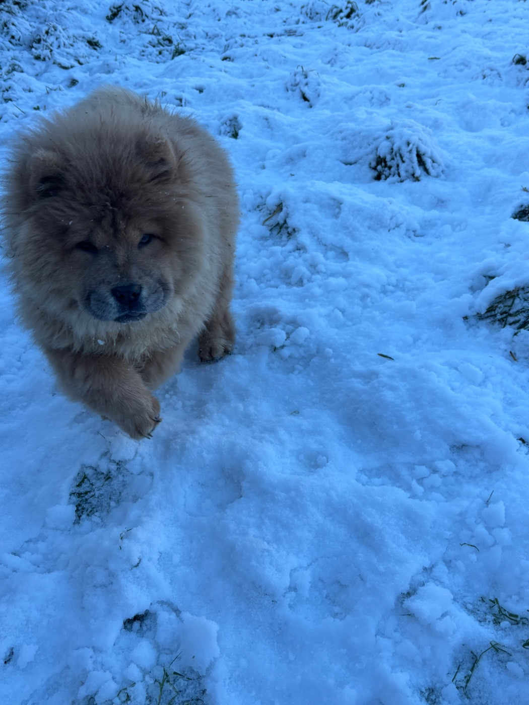 A'Mya Du Domaine Des Grosses Papattes