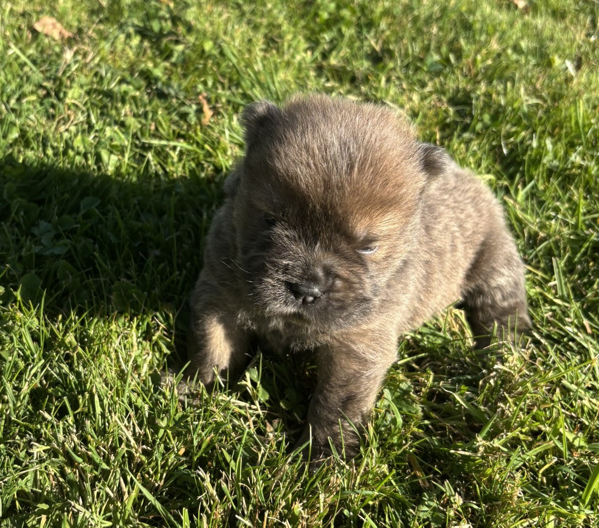 Du Domaine Des Grosses Papattes - Chiots disponibles - Chow Chow