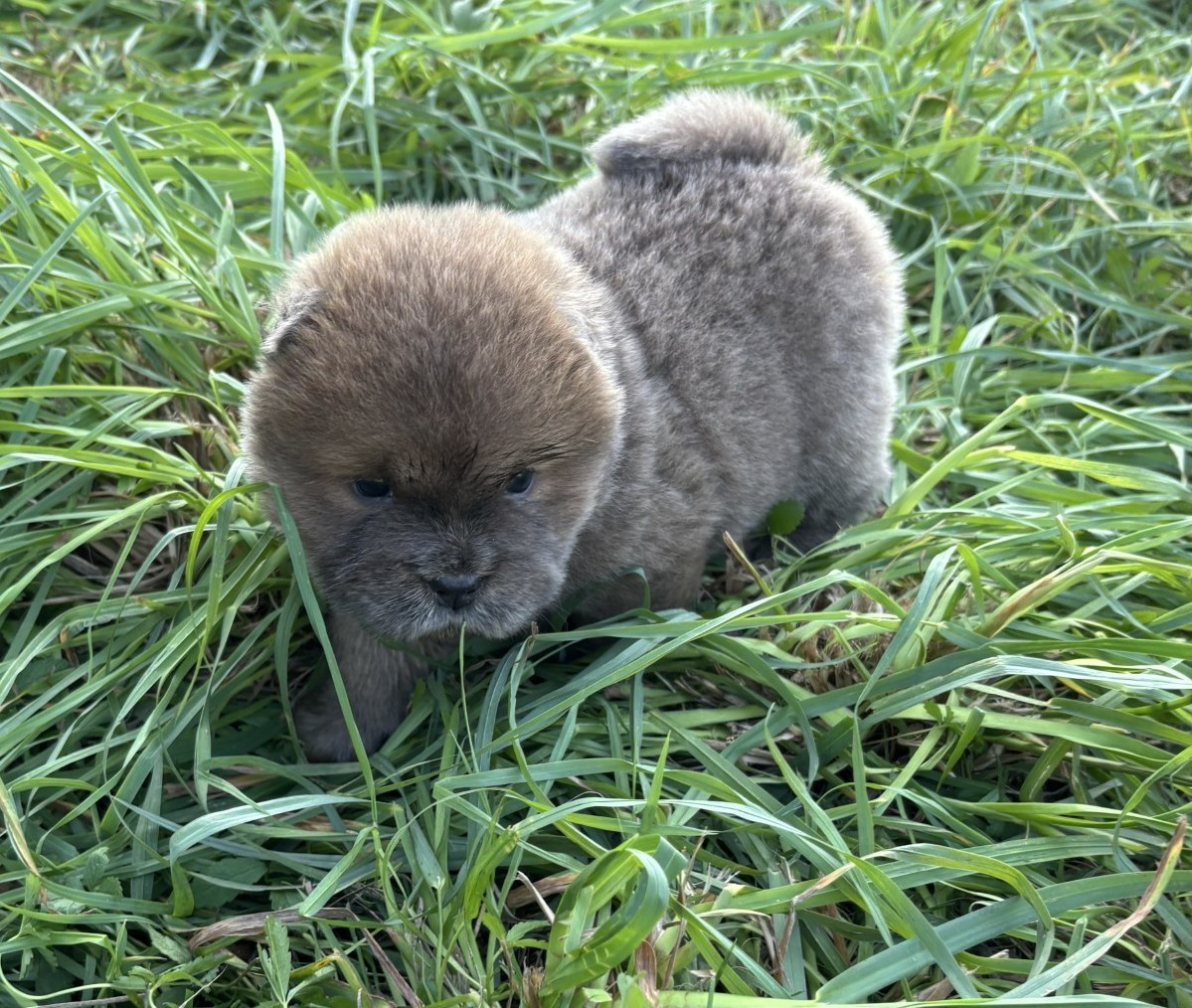 Du Domaine Des Grosses Papattes - Chiots disponibles - Chow Chow