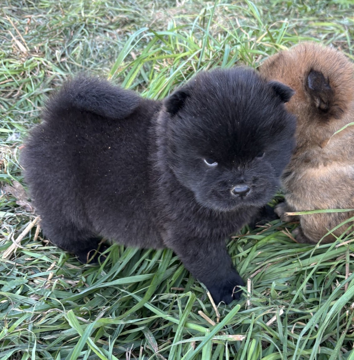 Du Domaine Des Grosses Papattes - Chiots disponibles - Chow Chow