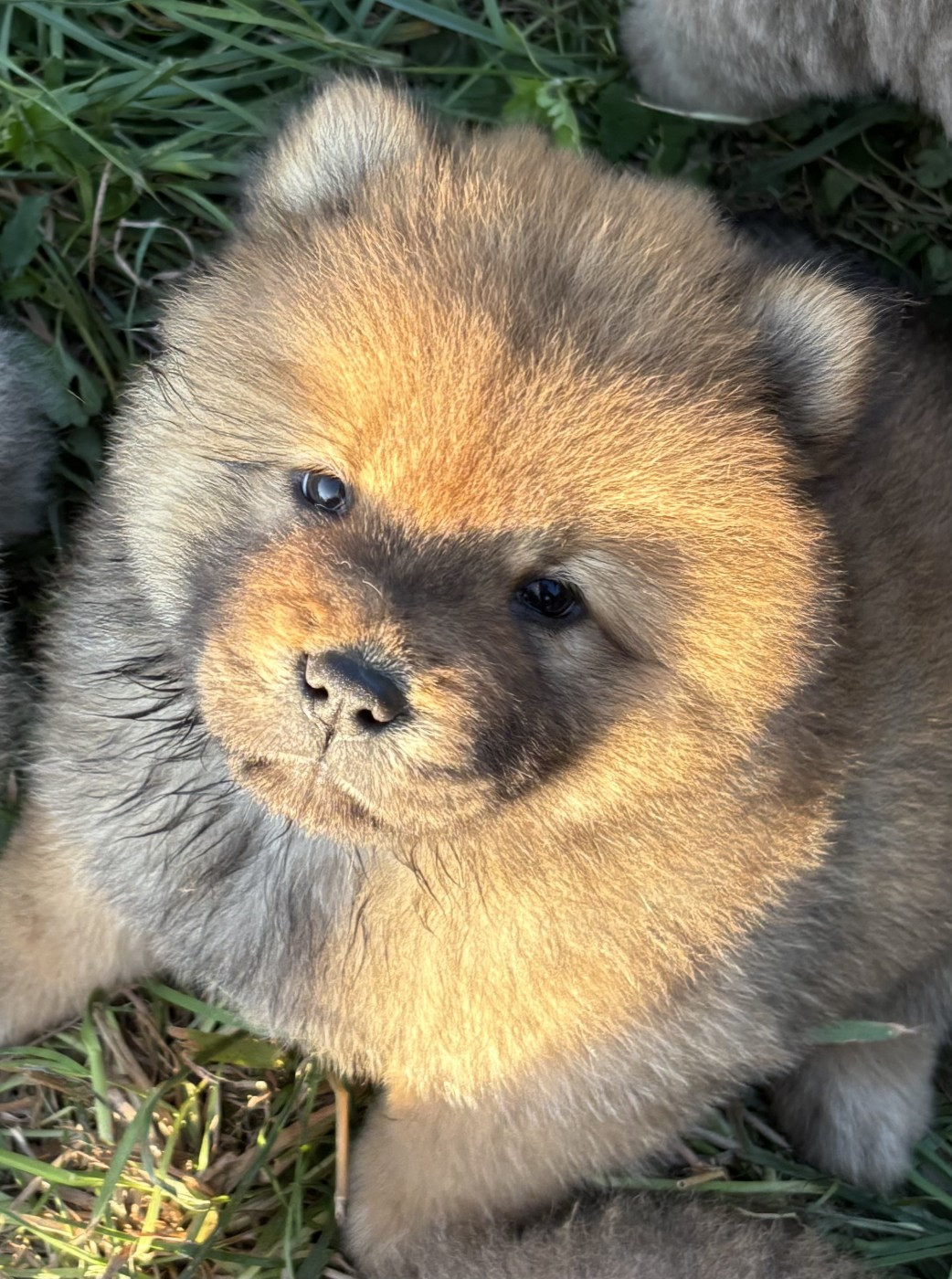 Du Domaine Des Grosses Papattes - Chiots disponibles - Chow Chow