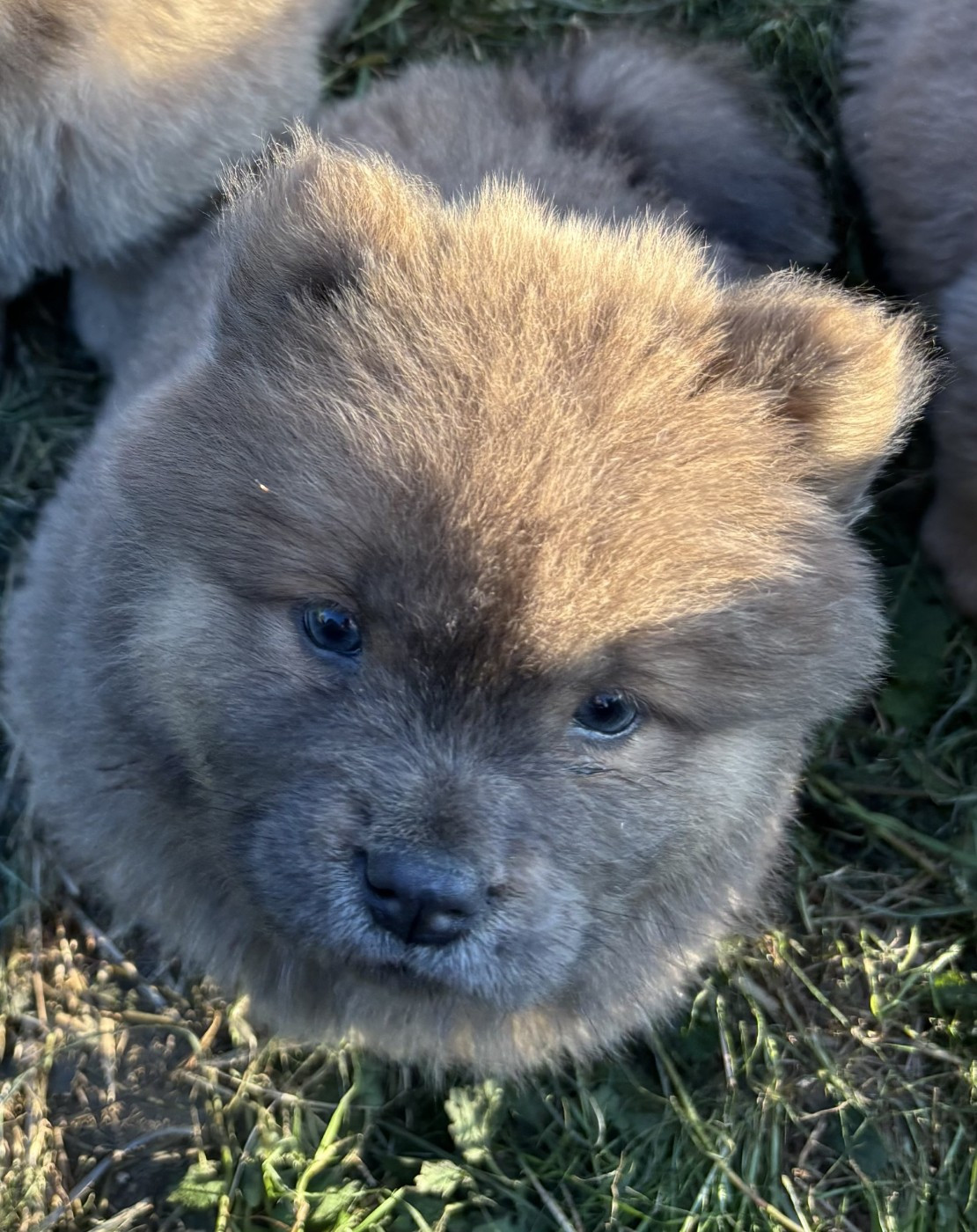 Du Domaine Des Grosses Papattes - Chiots disponibles - Chow Chow