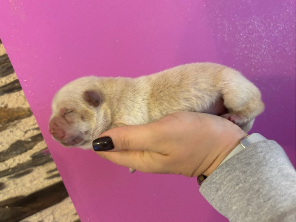 Du Domaine Des Grosses Papattes - Chiots disponibles - Chow Chow