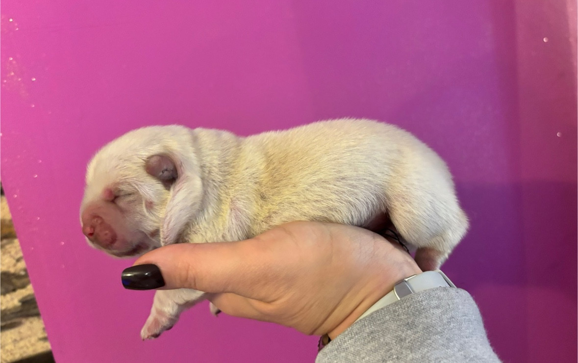 Du Domaine Des Grosses Papattes - Chiots disponibles - Chow Chow