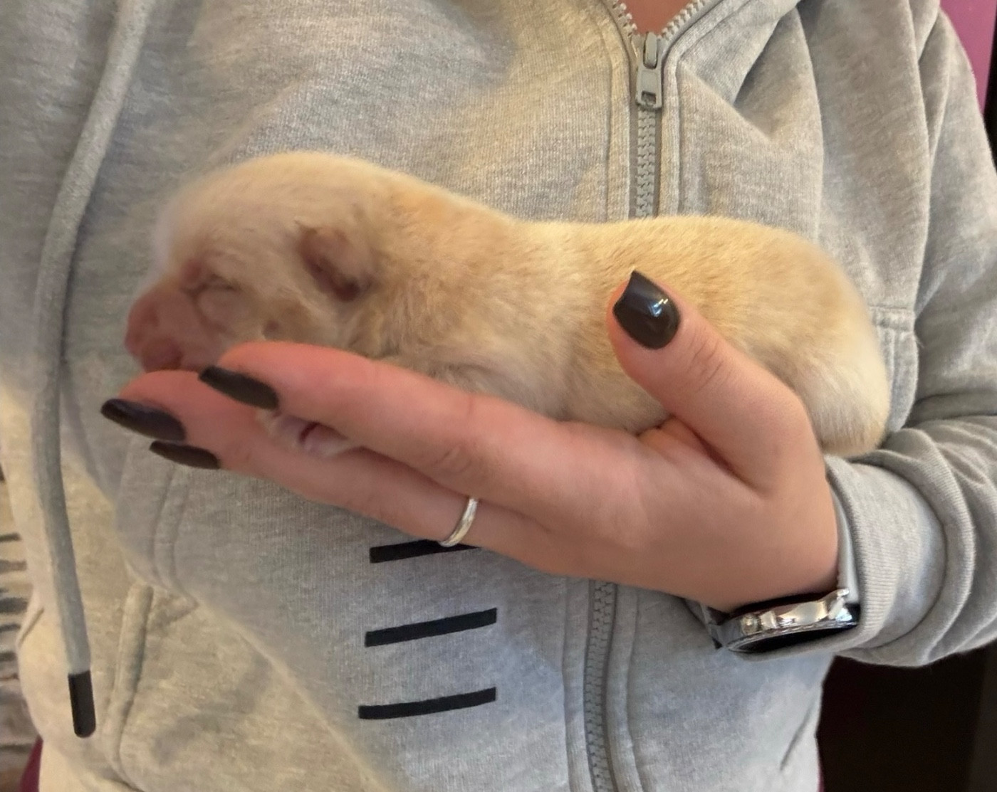 Du Domaine Des Grosses Papattes - Chiots disponibles - Chow Chow