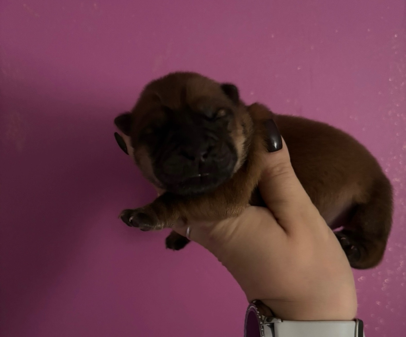 Du Domaine Des Grosses Papattes - Chiots disponibles - Chow Chow