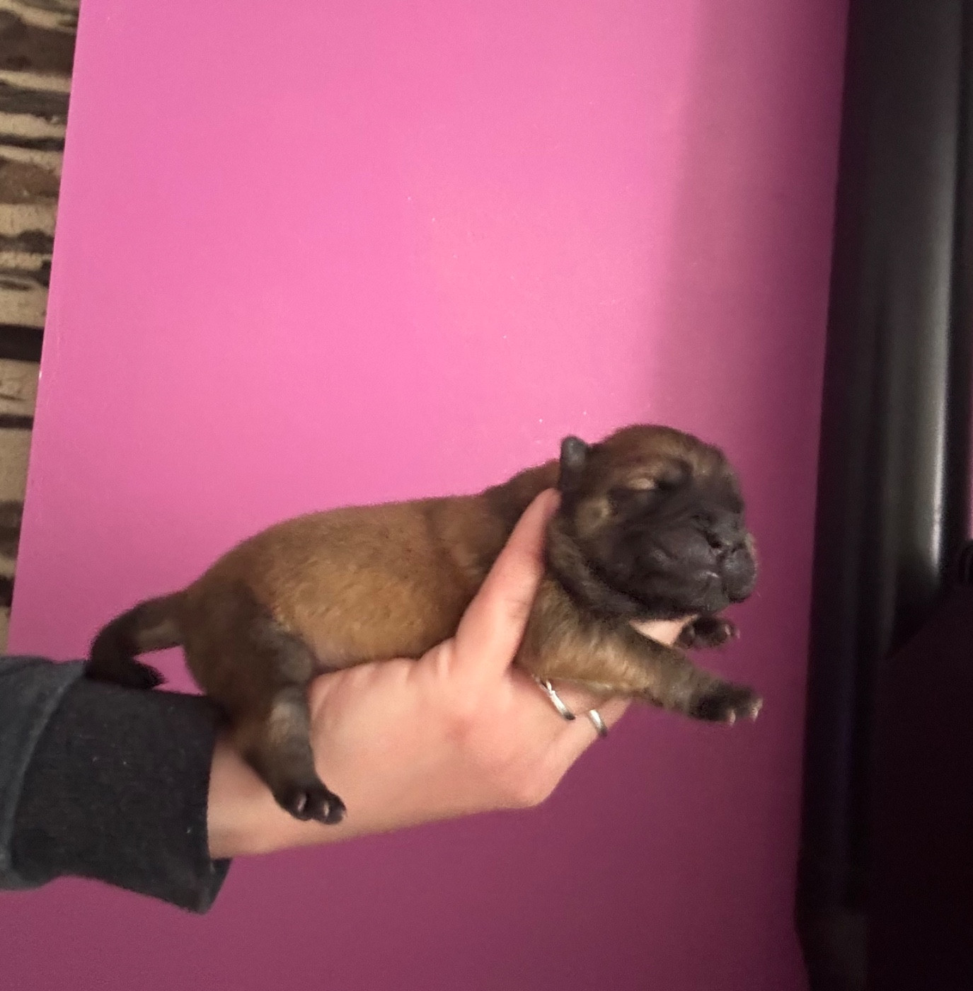 Du Domaine Des Grosses Papattes - Chiots disponibles - Chow Chow