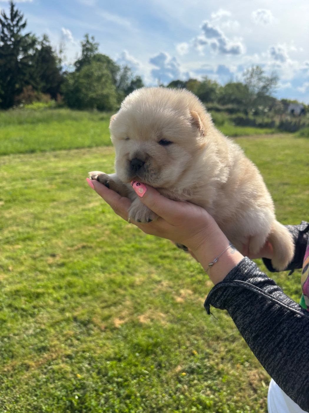 Du Domaine Des Grosses Papattes - Chiots disponibles - Chow Chow