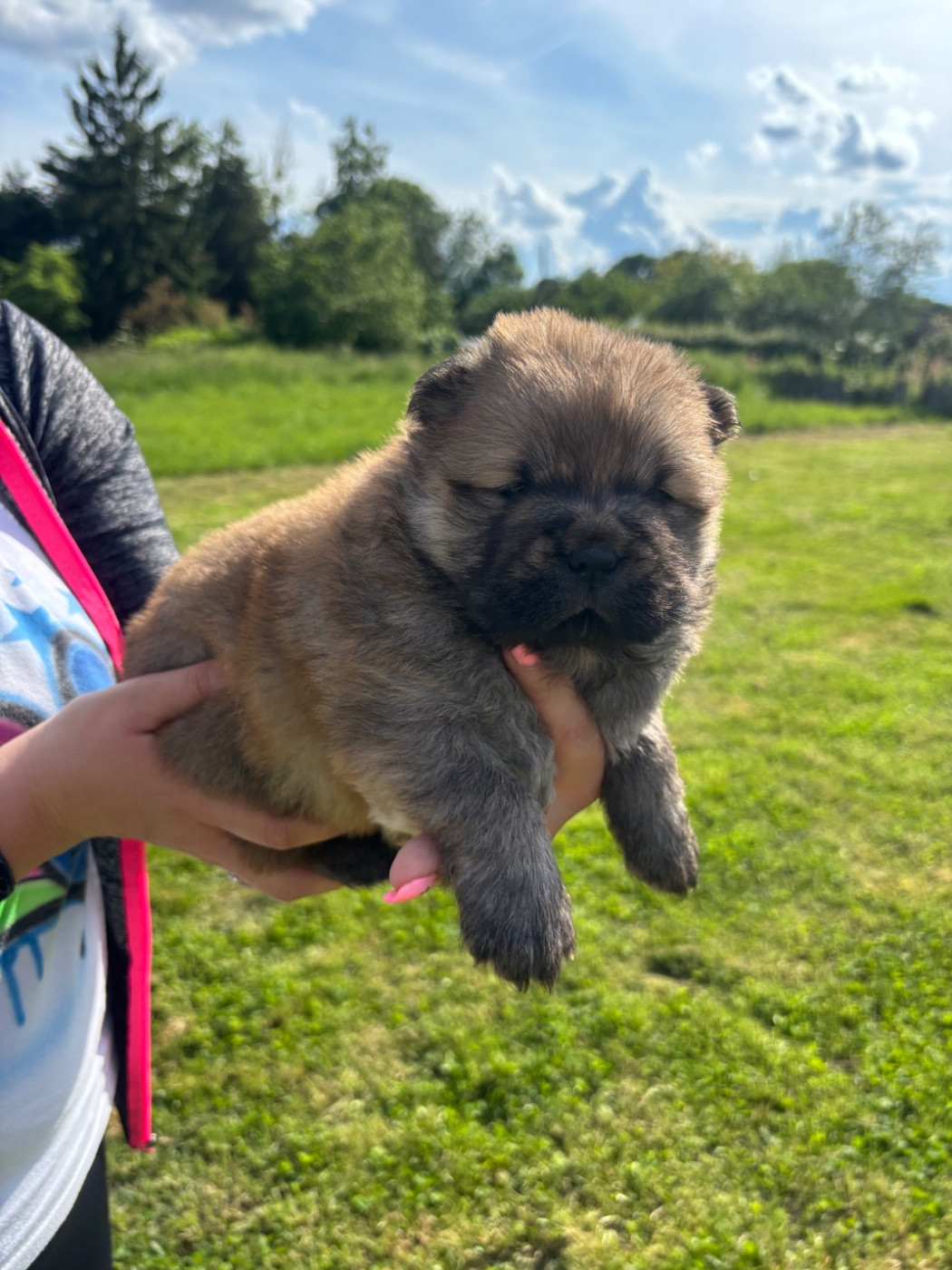 Du Domaine Des Grosses Papattes - Chiots disponibles - Chow Chow