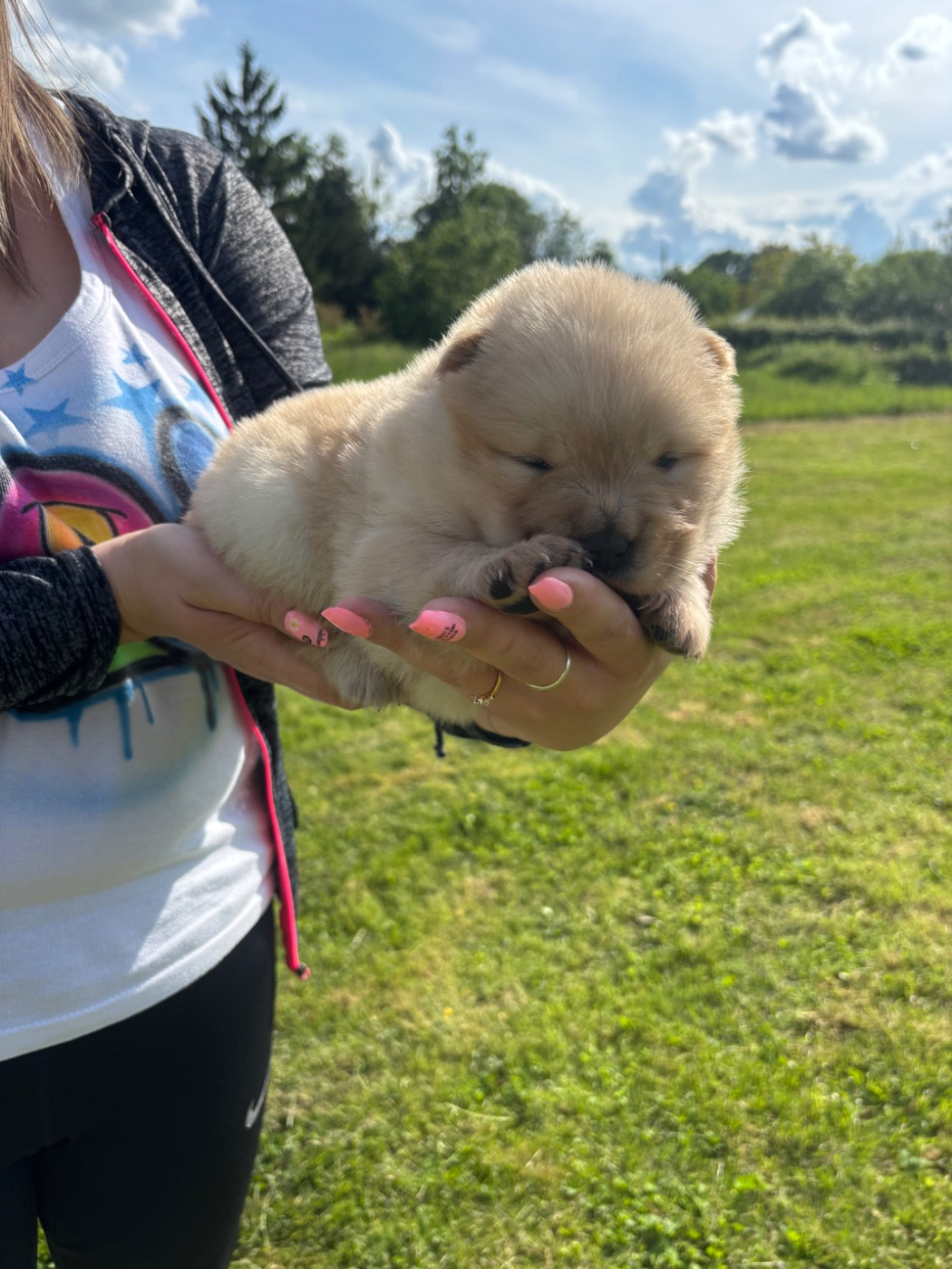 Du Domaine Des Grosses Papattes - Chiots disponibles - Chow Chow