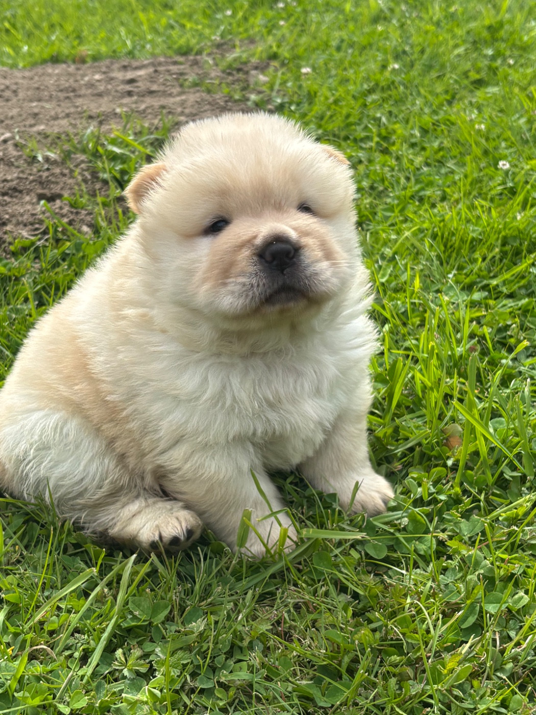 Du Domaine Des Grosses Papattes - Chiots disponibles - Chow Chow