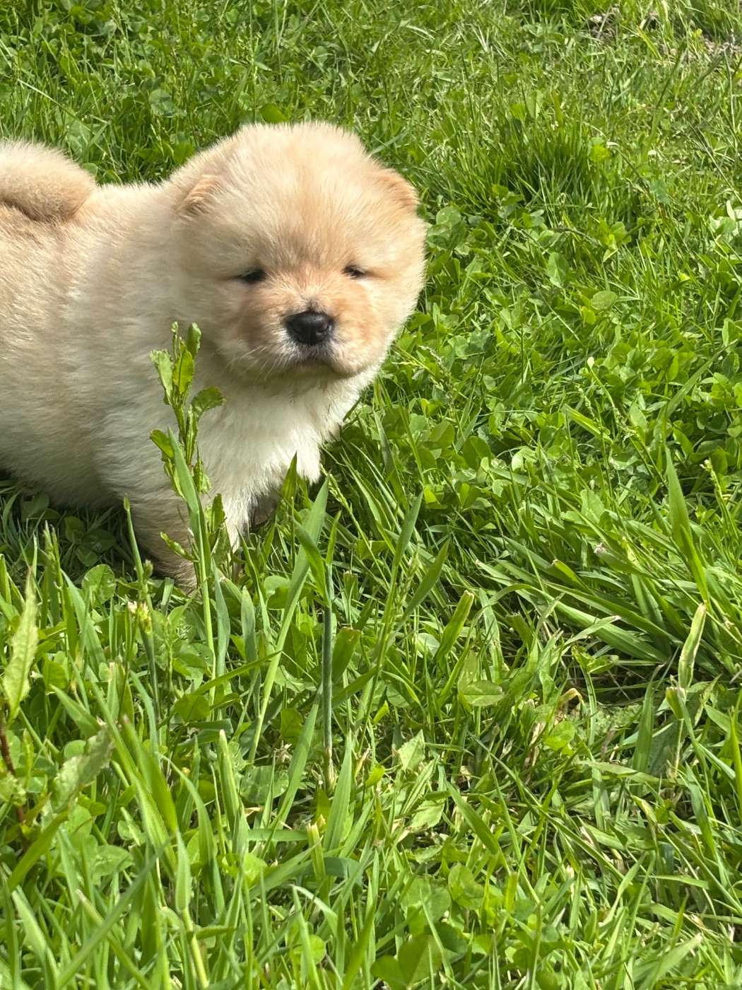 Du Domaine Des Grosses Papattes - Chiots disponibles - Chow Chow
