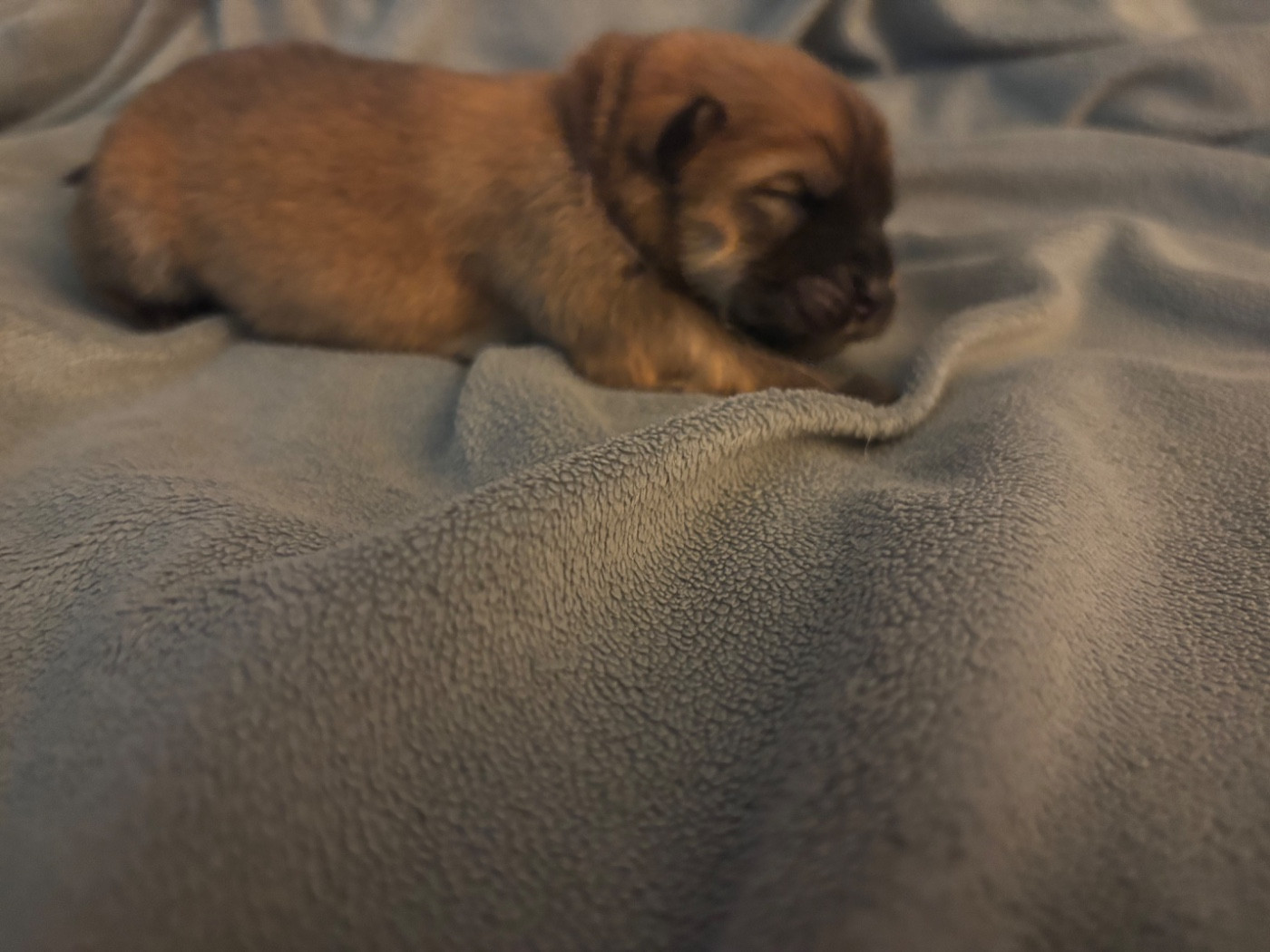 Du Domaine Des Grosses Papattes - Chiots disponibles - Chow Chow