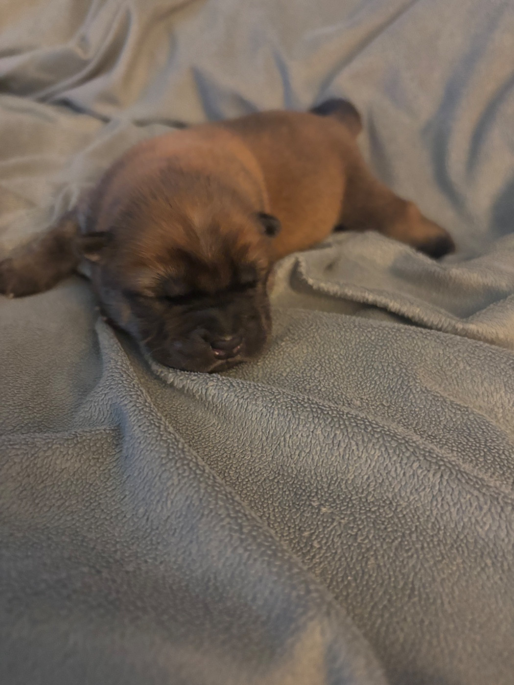 Du Domaine Des Grosses Papattes - Chiots disponibles - Chow Chow