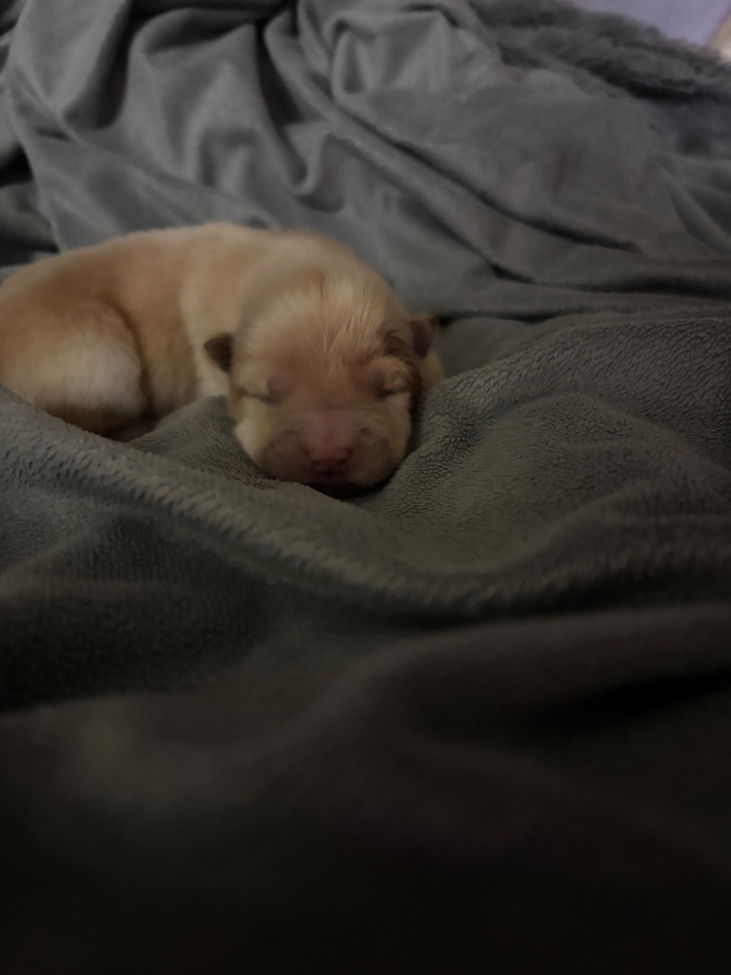 Du Domaine Des Grosses Papattes - Chiots disponibles - Chow Chow