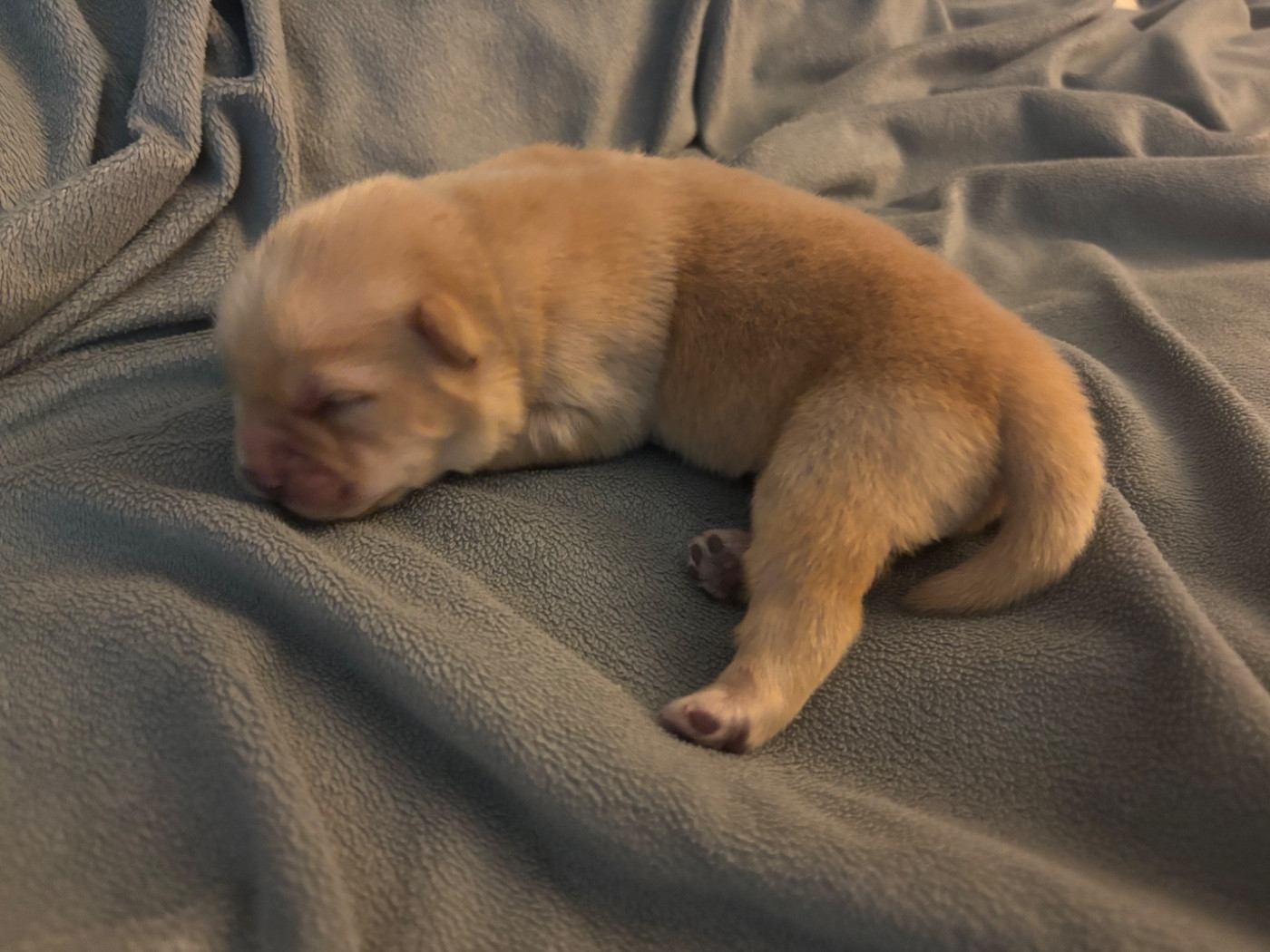 Du Domaine Des Grosses Papattes - Chiots disponibles - Chow Chow