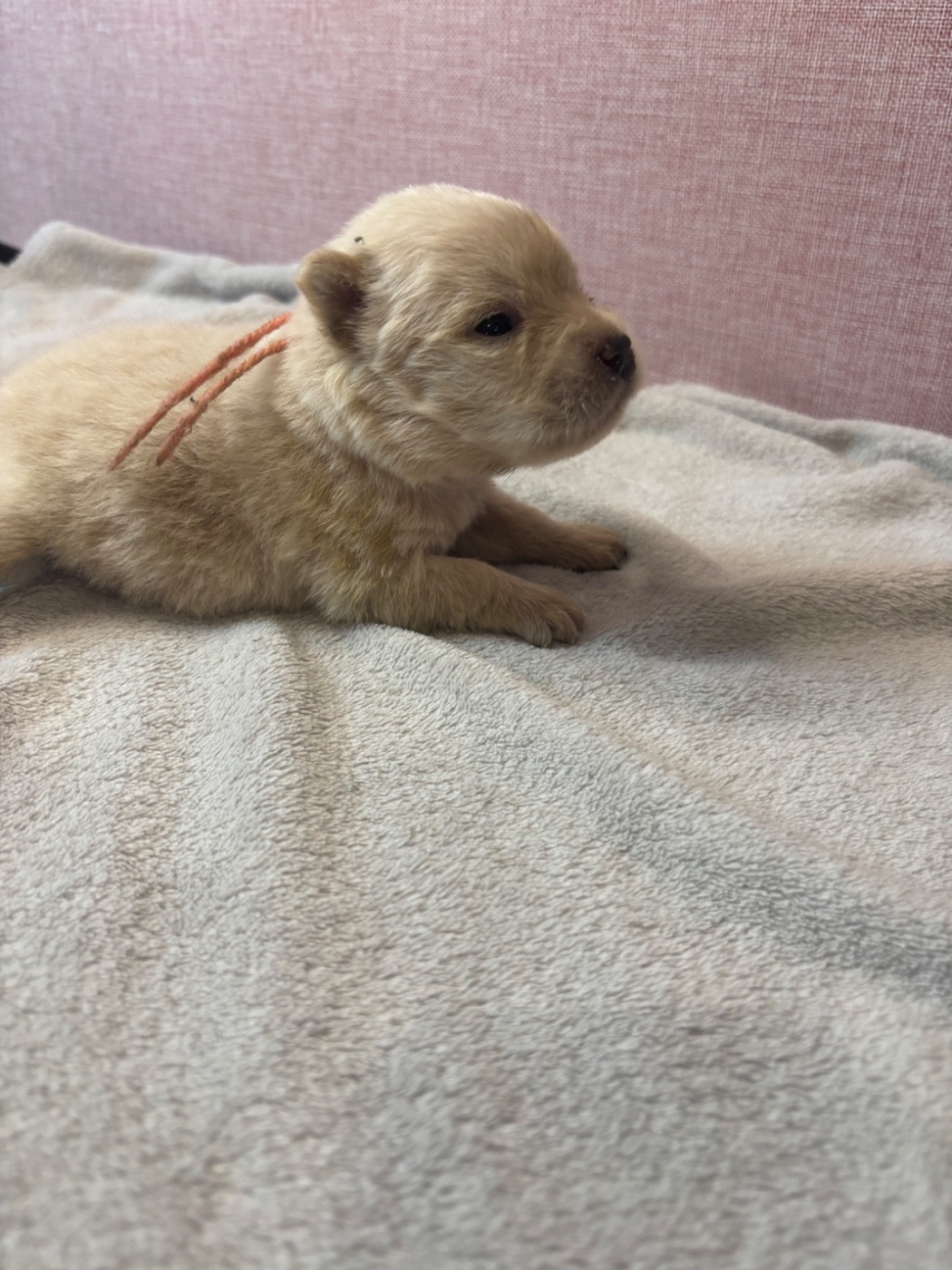 Du Domaine Des Grosses Papattes - Chiots disponibles - Chow Chow