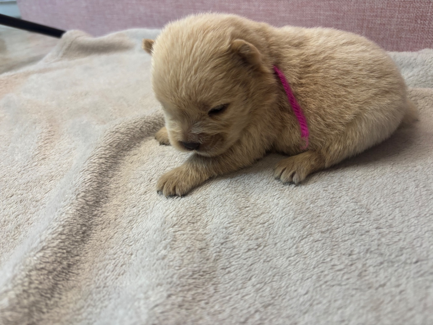 Du Domaine Des Grosses Papattes - Chiots disponibles - Chow Chow