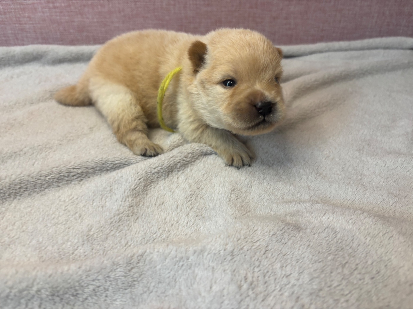 Du Domaine Des Grosses Papattes - Chiots disponibles - Chow Chow