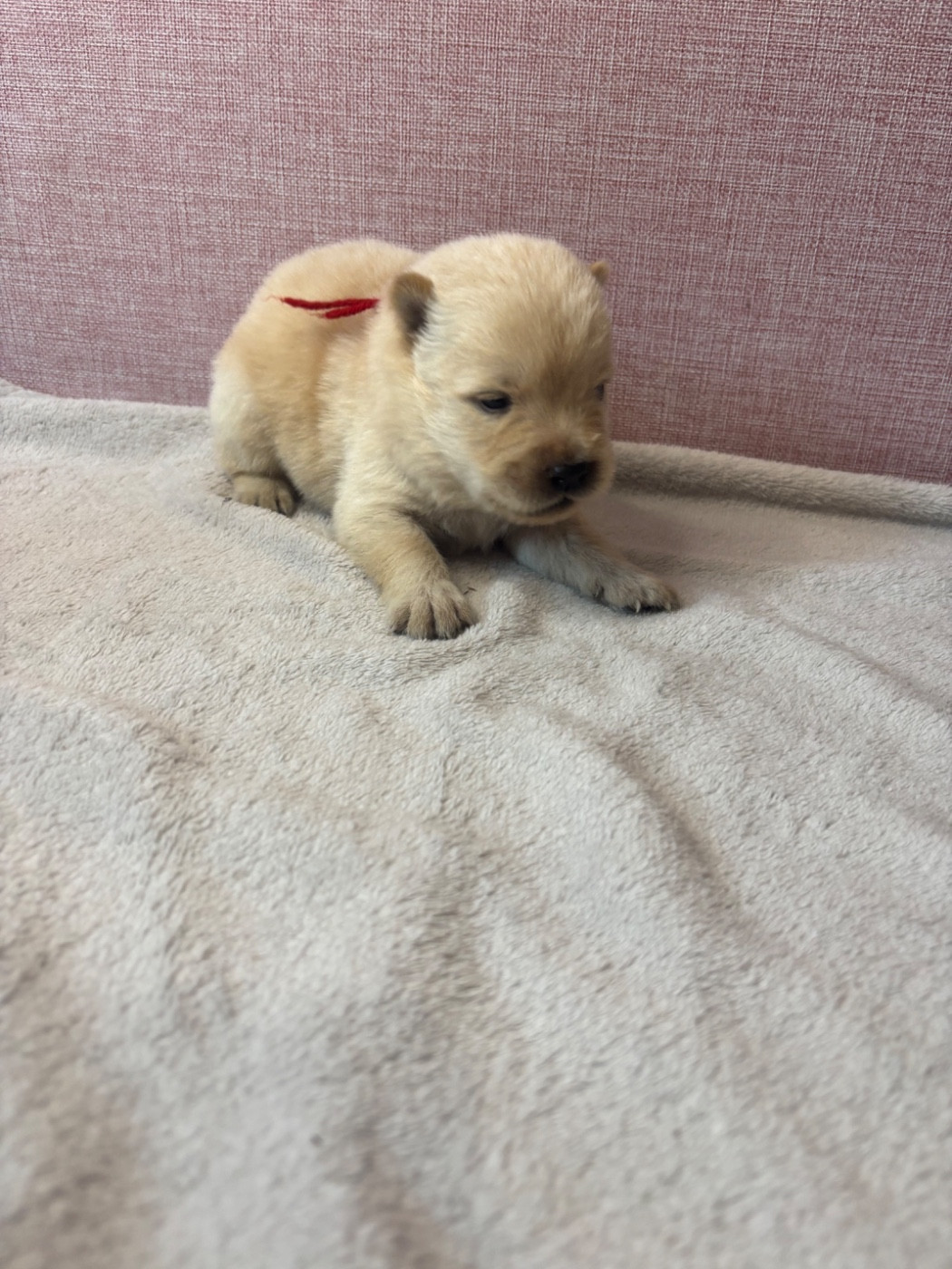 Du Domaine Des Grosses Papattes - Chiots disponibles - Chow Chow