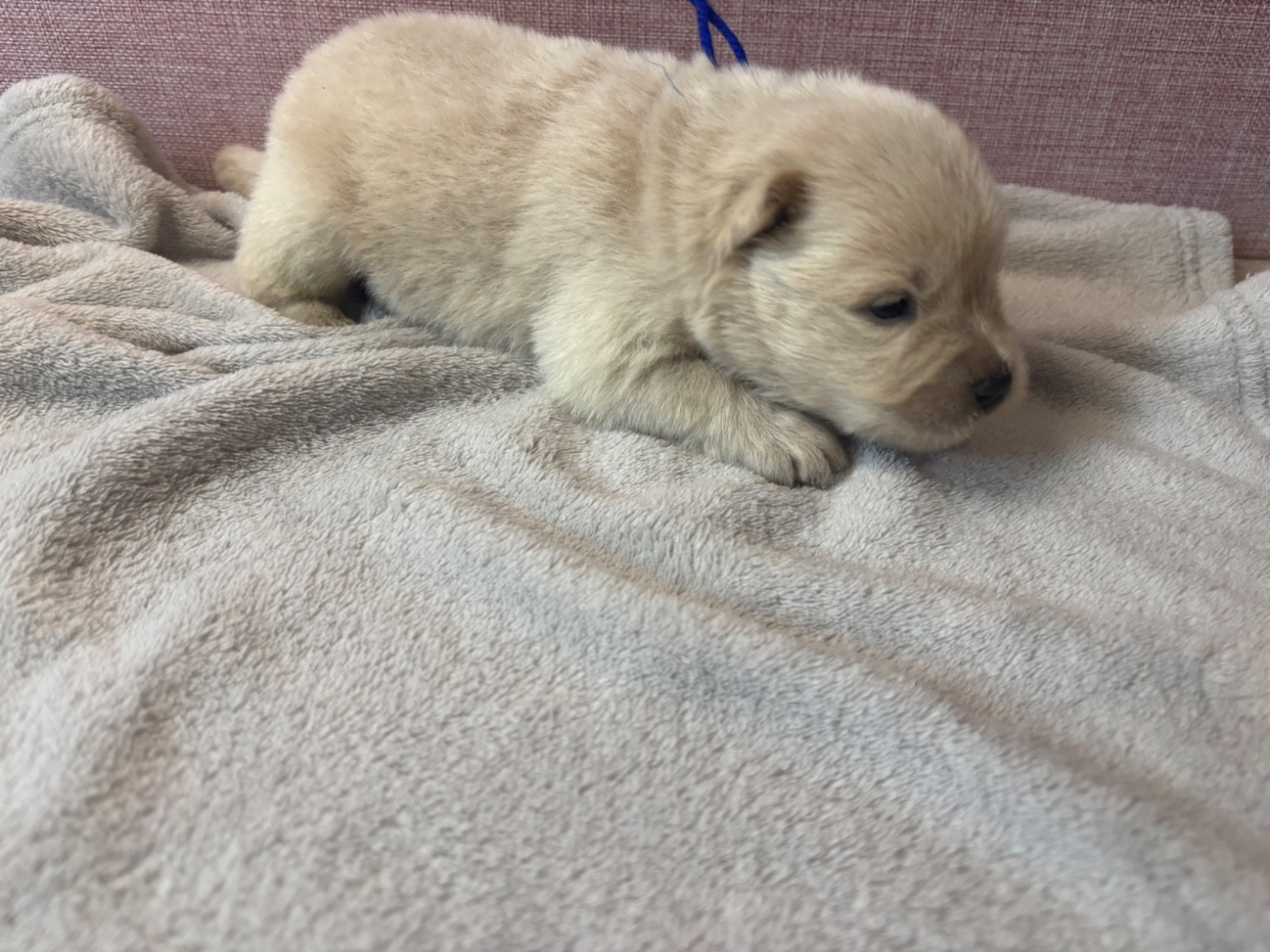 Du Domaine Des Grosses Papattes - Chiots disponibles - Chow Chow