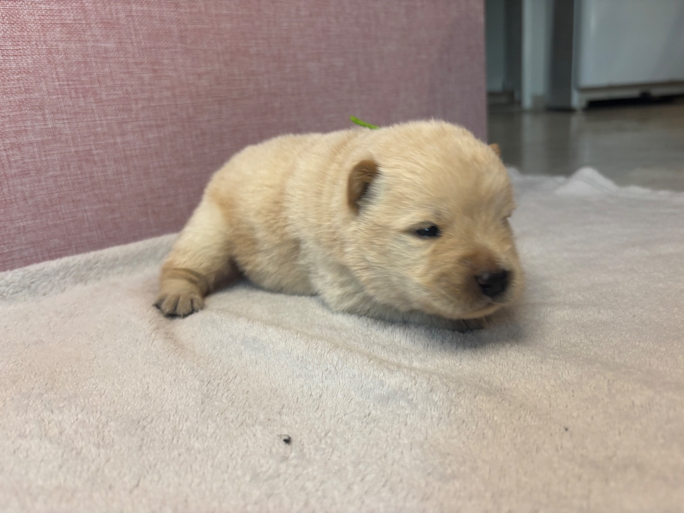 Du Domaine Des Grosses Papattes - Chiots disponibles - Chow Chow