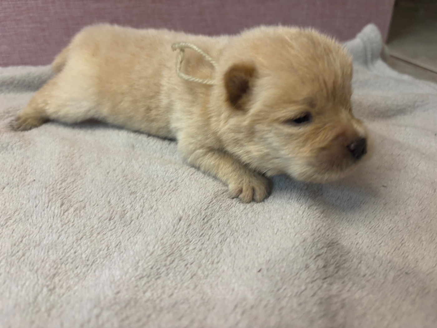Du Domaine Des Grosses Papattes - Chiots disponibles - Chow Chow