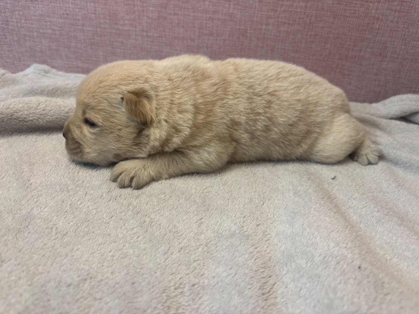 Du Domaine Des Grosses Papattes - Chiots disponibles - Chow Chow