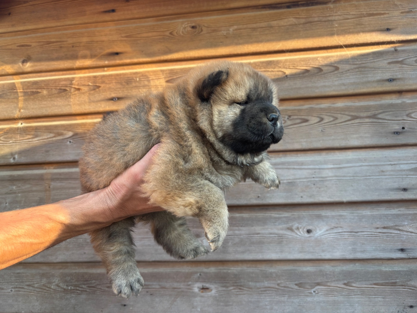 Du Domaine Des Grosses Papattes - Chiots disponibles - Chow Chow