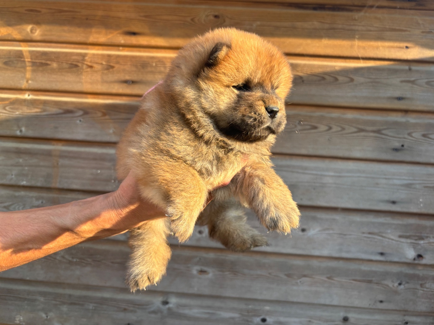 Du Domaine Des Grosses Papattes - Chiots disponibles - Chow Chow