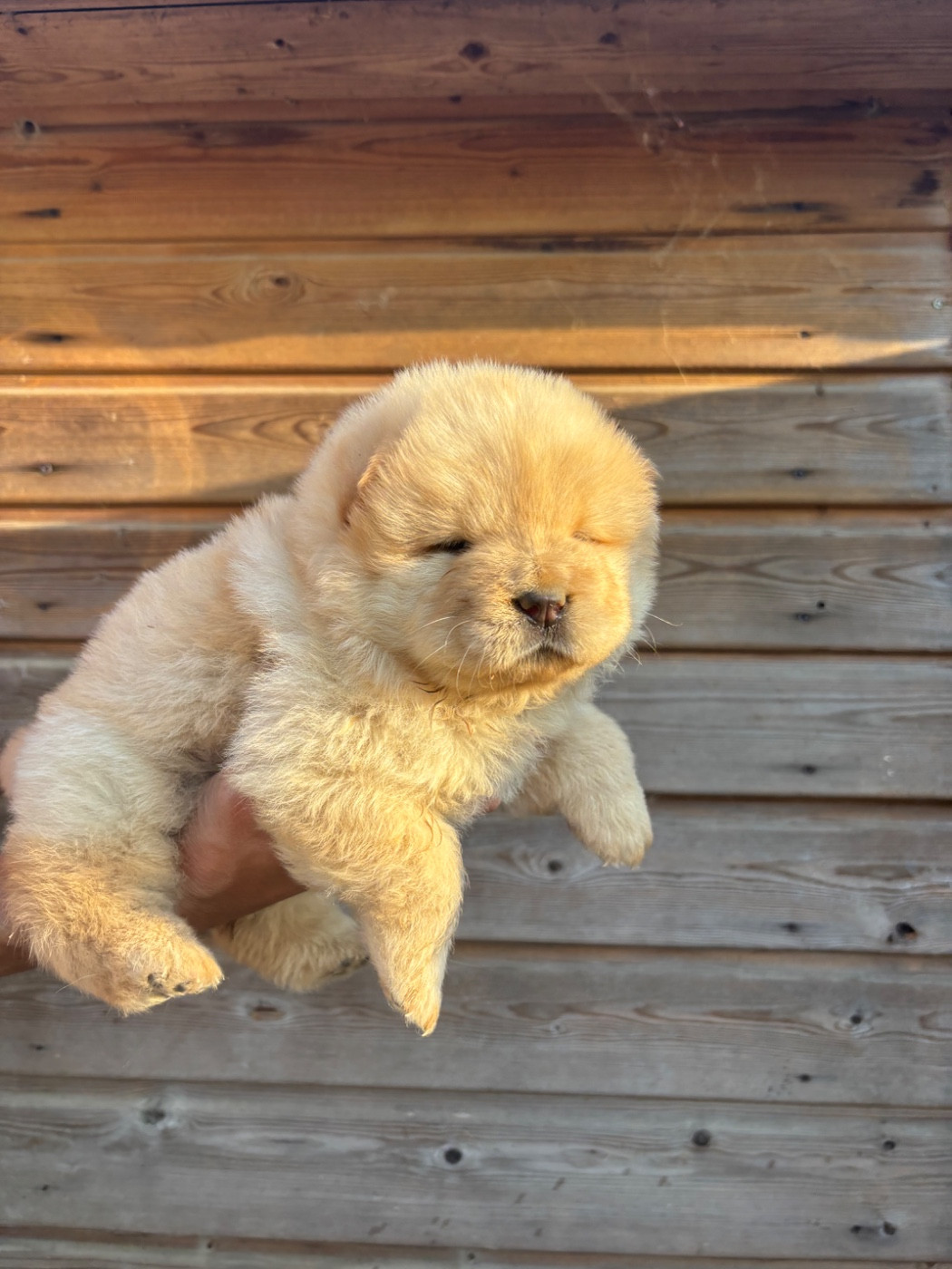 Du Domaine Des Grosses Papattes - Chiots disponibles - Chow Chow
