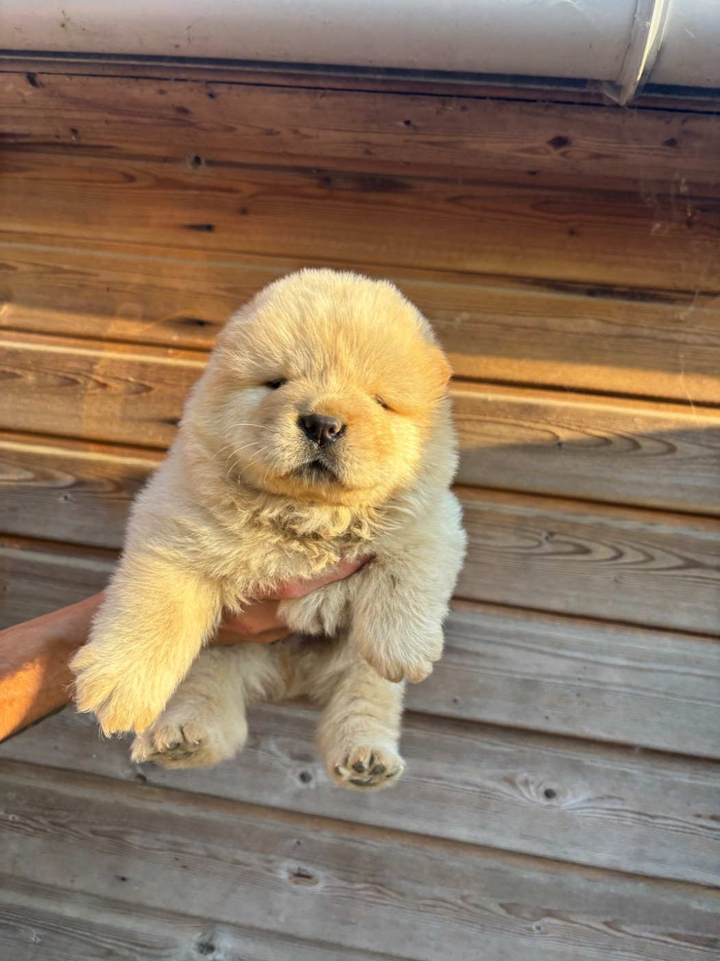 Du Domaine Des Grosses Papattes - Chiots disponibles - Chow Chow