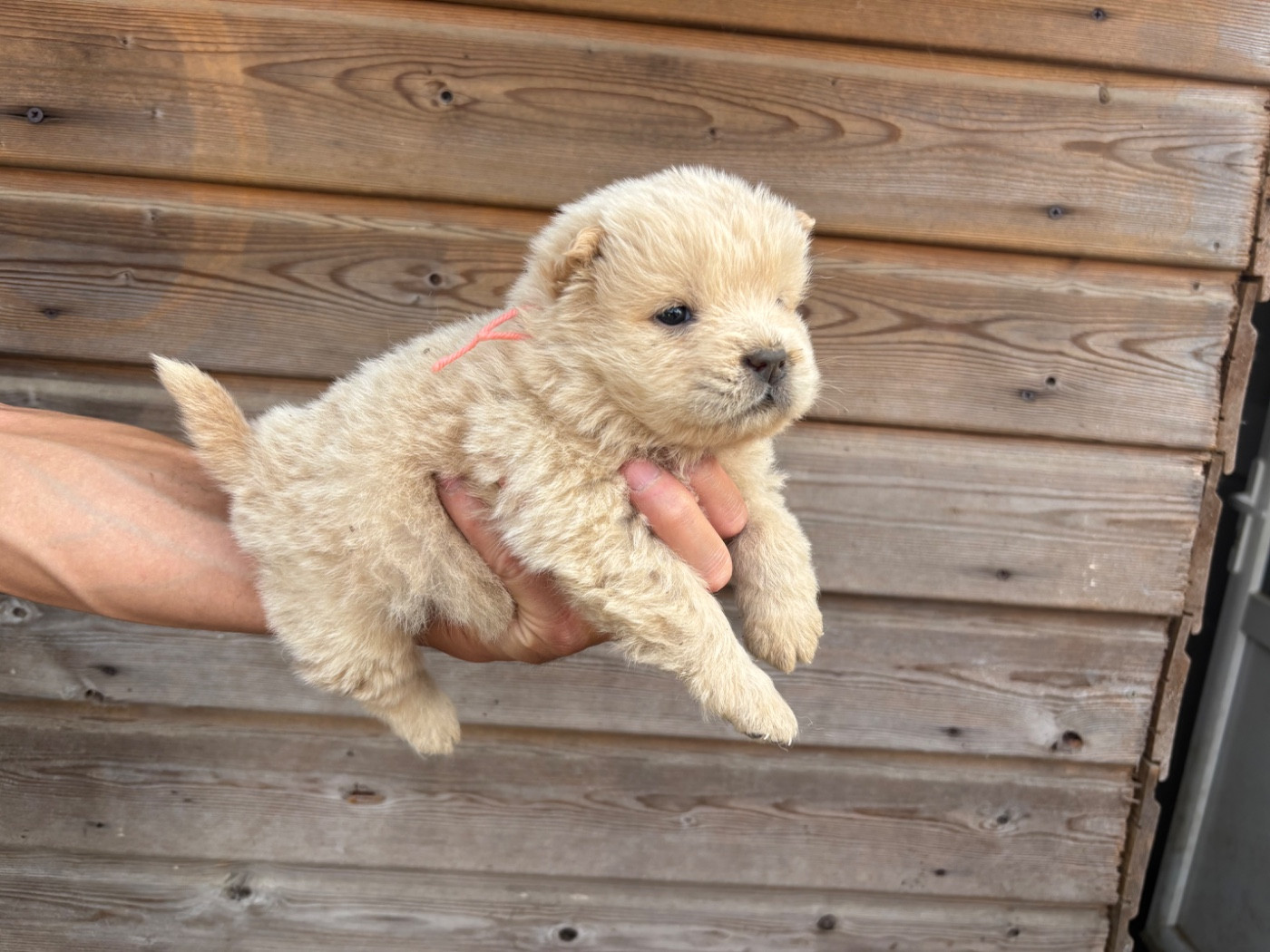 Du Domaine Des Grosses Papattes - Chiots disponibles - Chow Chow