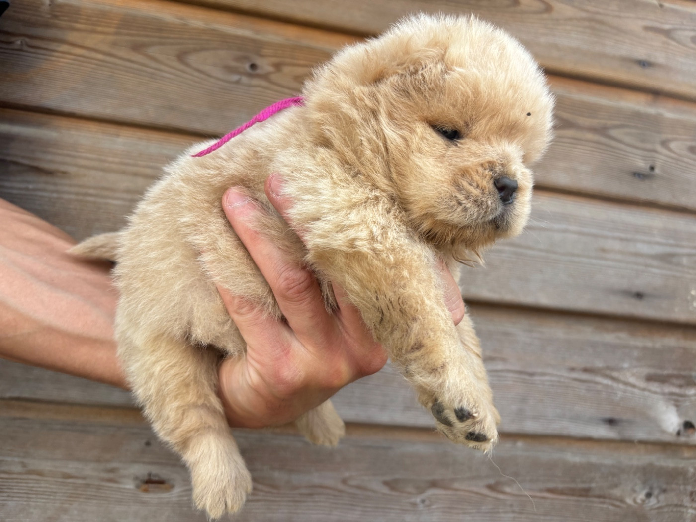 Du Domaine Des Grosses Papattes - Chiots disponibles - Chow Chow