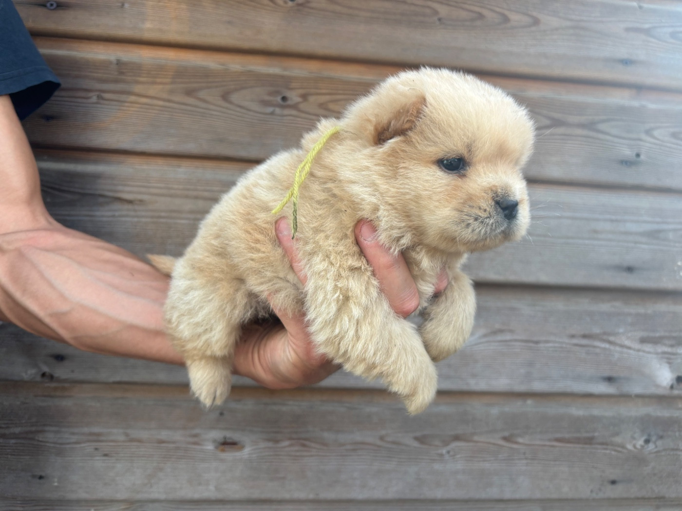 Du Domaine Des Grosses Papattes - Chiots disponibles - Chow Chow