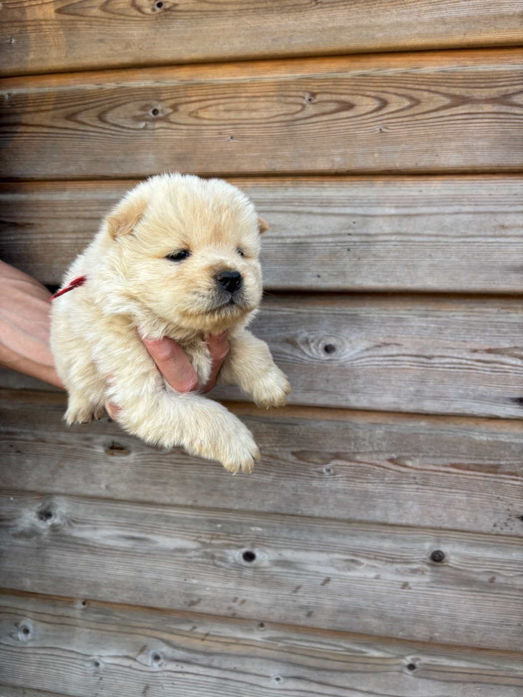 Du Domaine Des Grosses Papattes - Chiots disponibles - Chow Chow