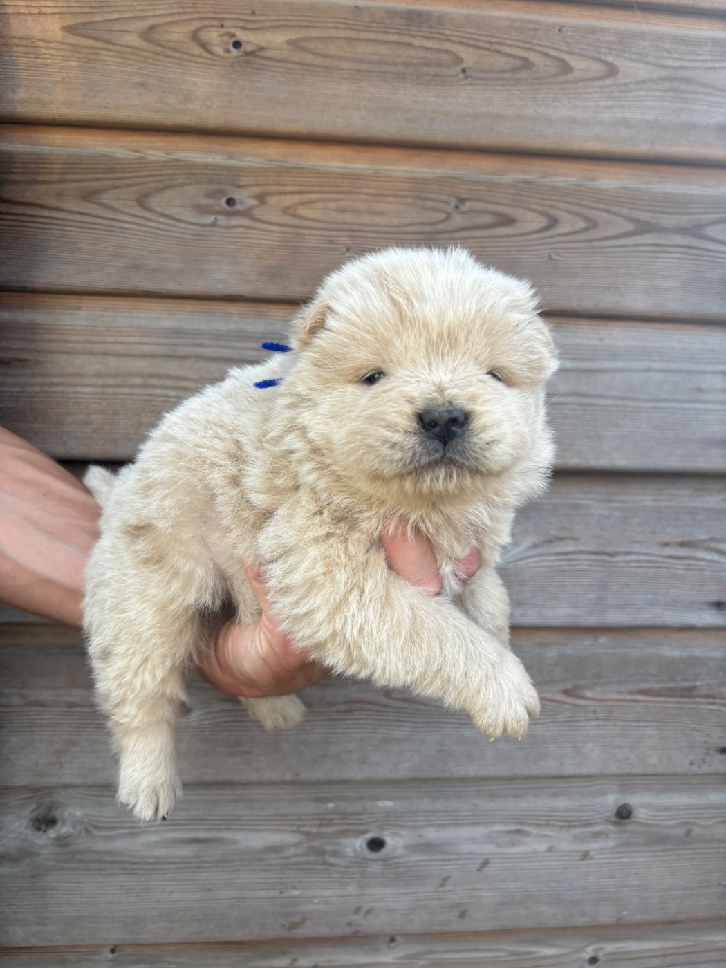 Du Domaine Des Grosses Papattes - Chiots disponibles - Chow Chow