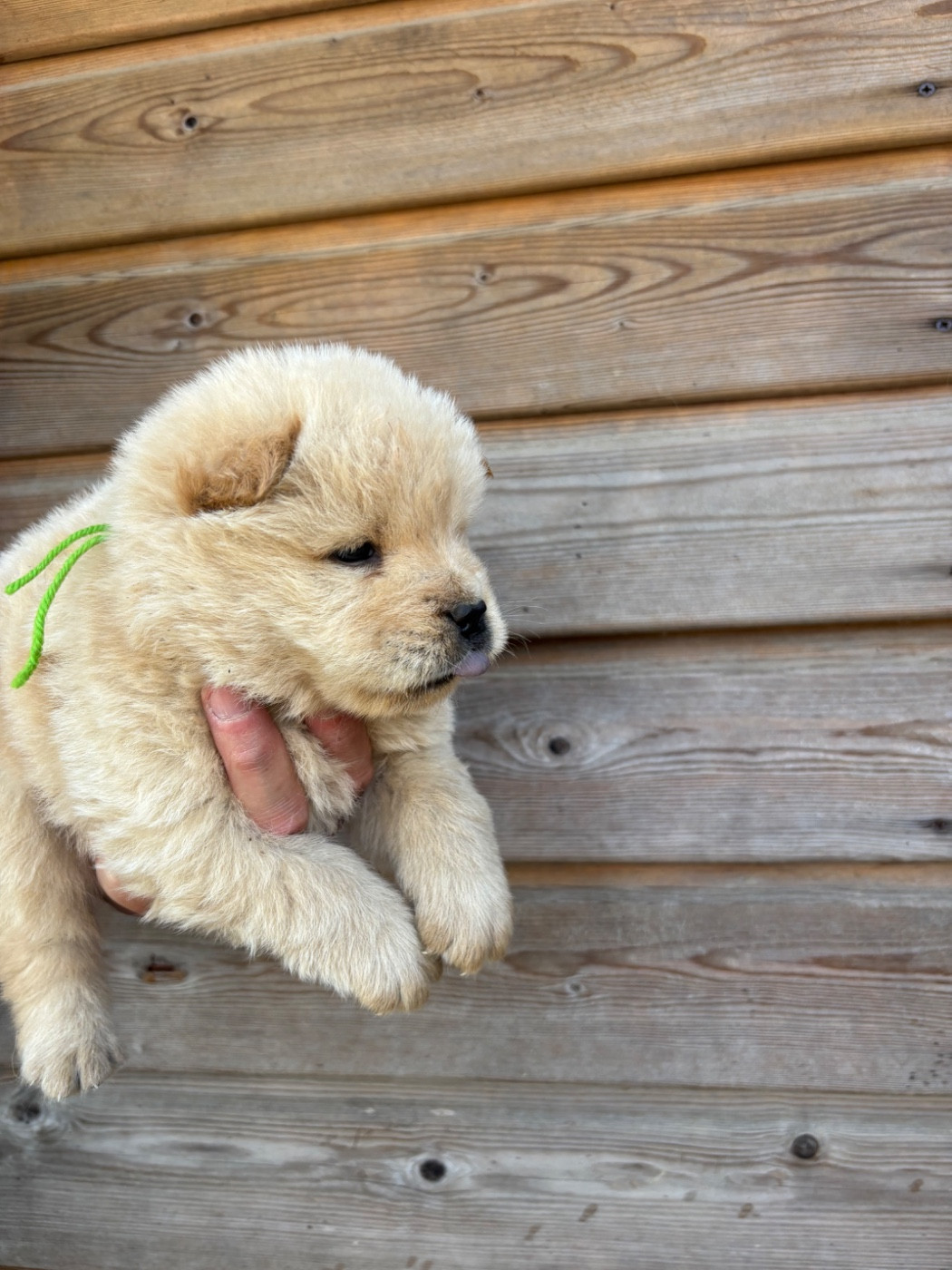 Du Domaine Des Grosses Papattes - Chiots disponibles - Chow Chow