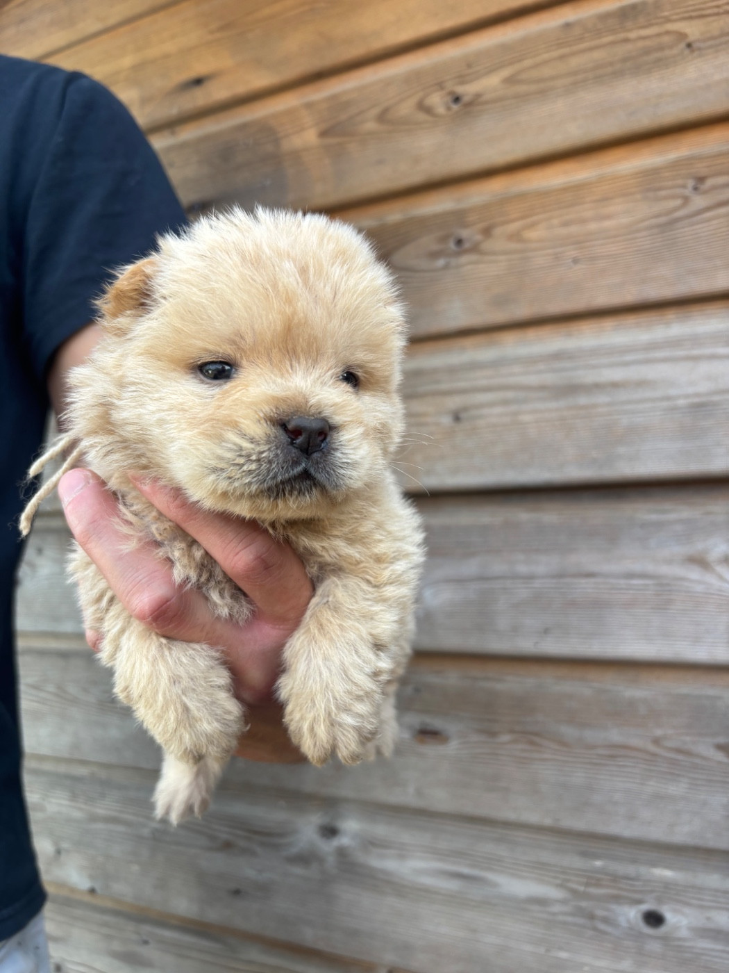 Du Domaine Des Grosses Papattes - Chiots disponibles - Chow Chow