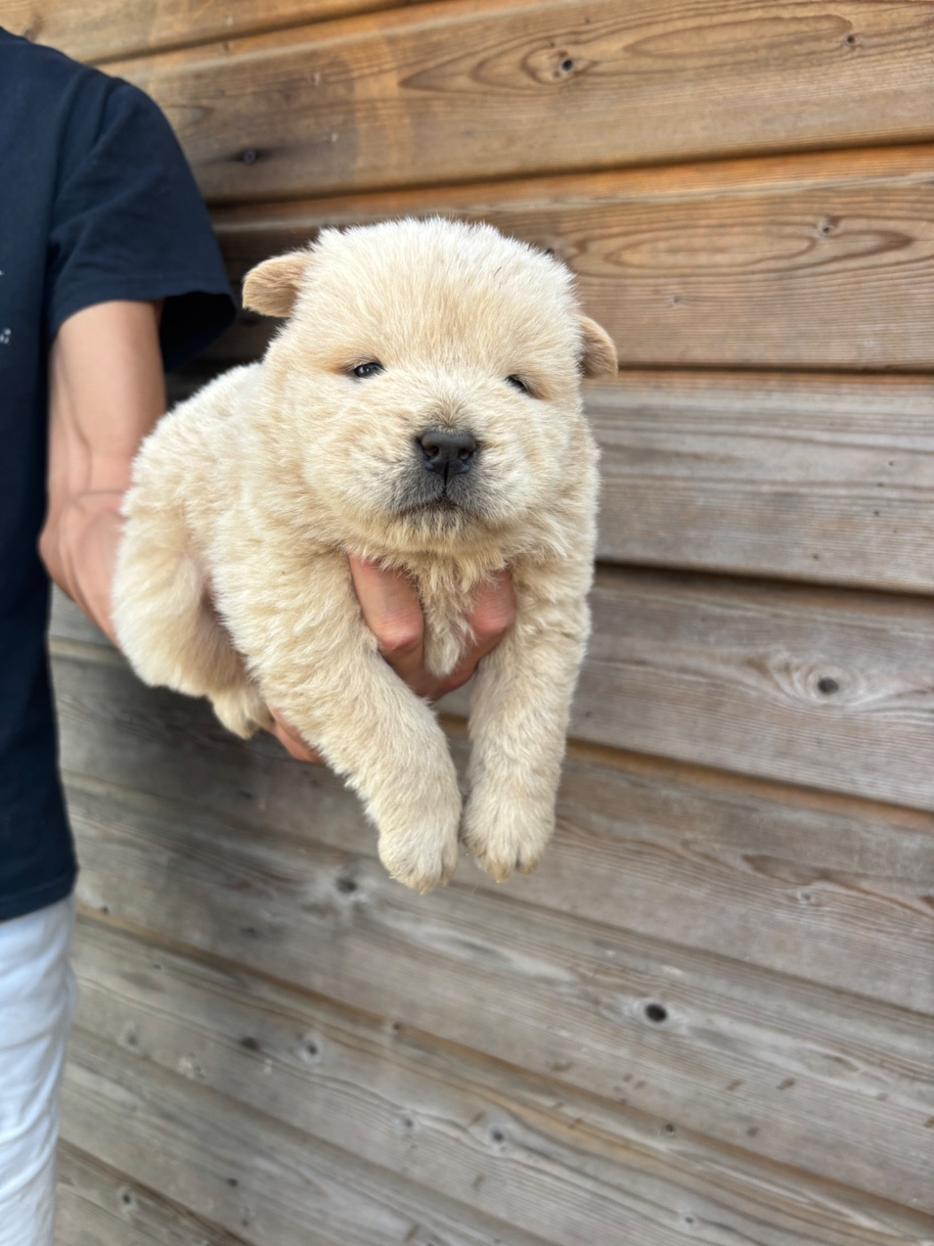 Du Domaine Des Grosses Papattes - Chiots disponibles - Chow Chow