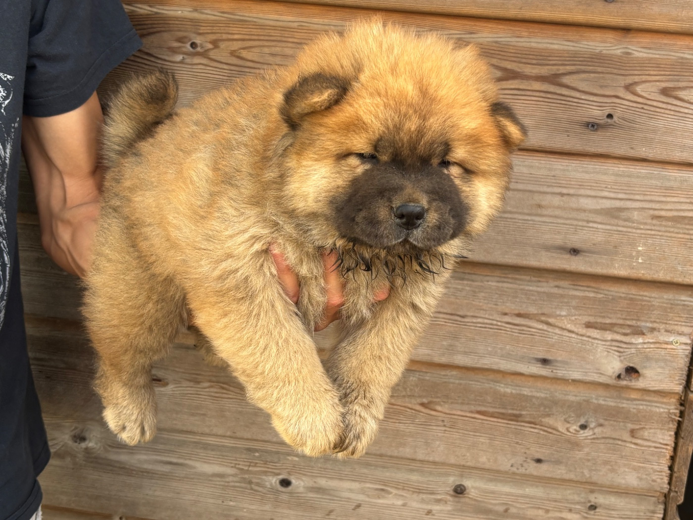 Du Domaine Des Grosses Papattes - Chiots disponibles - Chow Chow