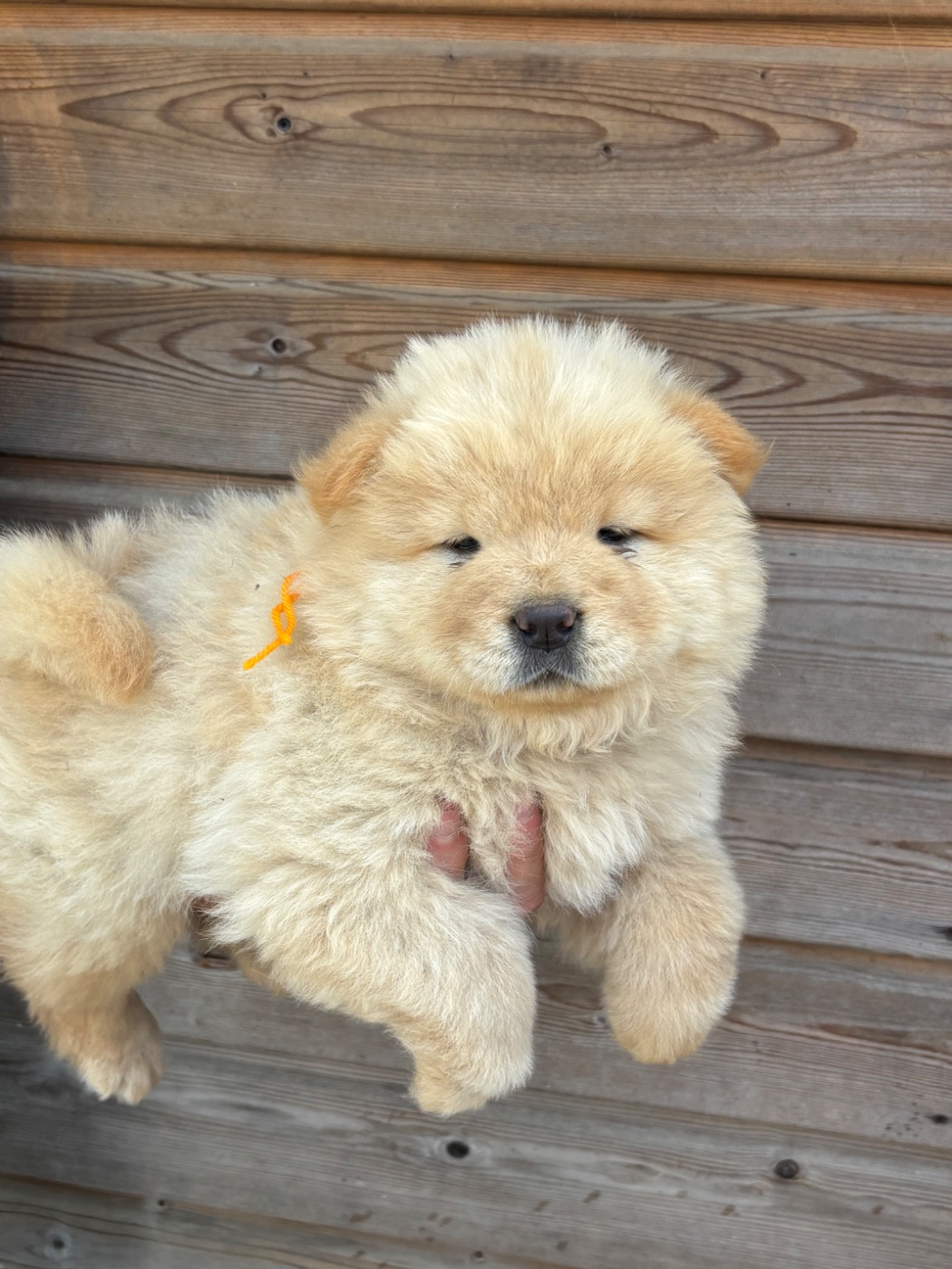 Du Domaine Des Grosses Papattes - Chiots disponibles - Chow Chow
