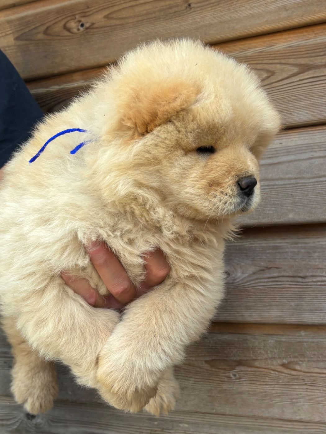 Du Domaine Des Grosses Papattes - Chiots disponibles - Chow Chow