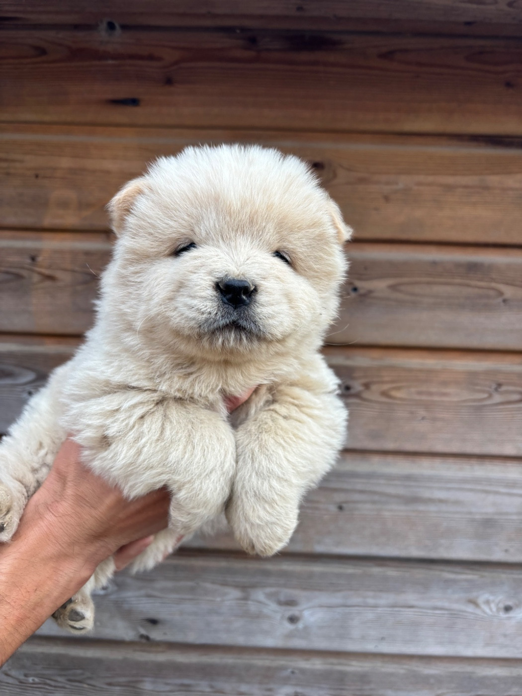 Du Domaine Des Grosses Papattes - Chiots disponibles - Chow Chow