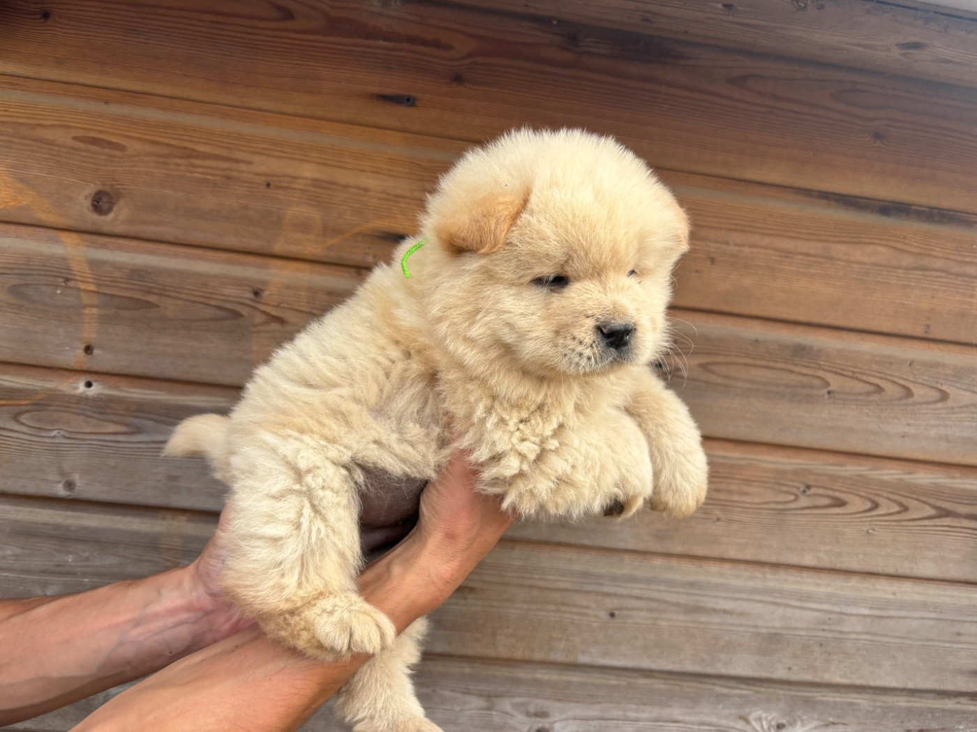 Du Domaine Des Grosses Papattes - Chiots disponibles - Chow Chow